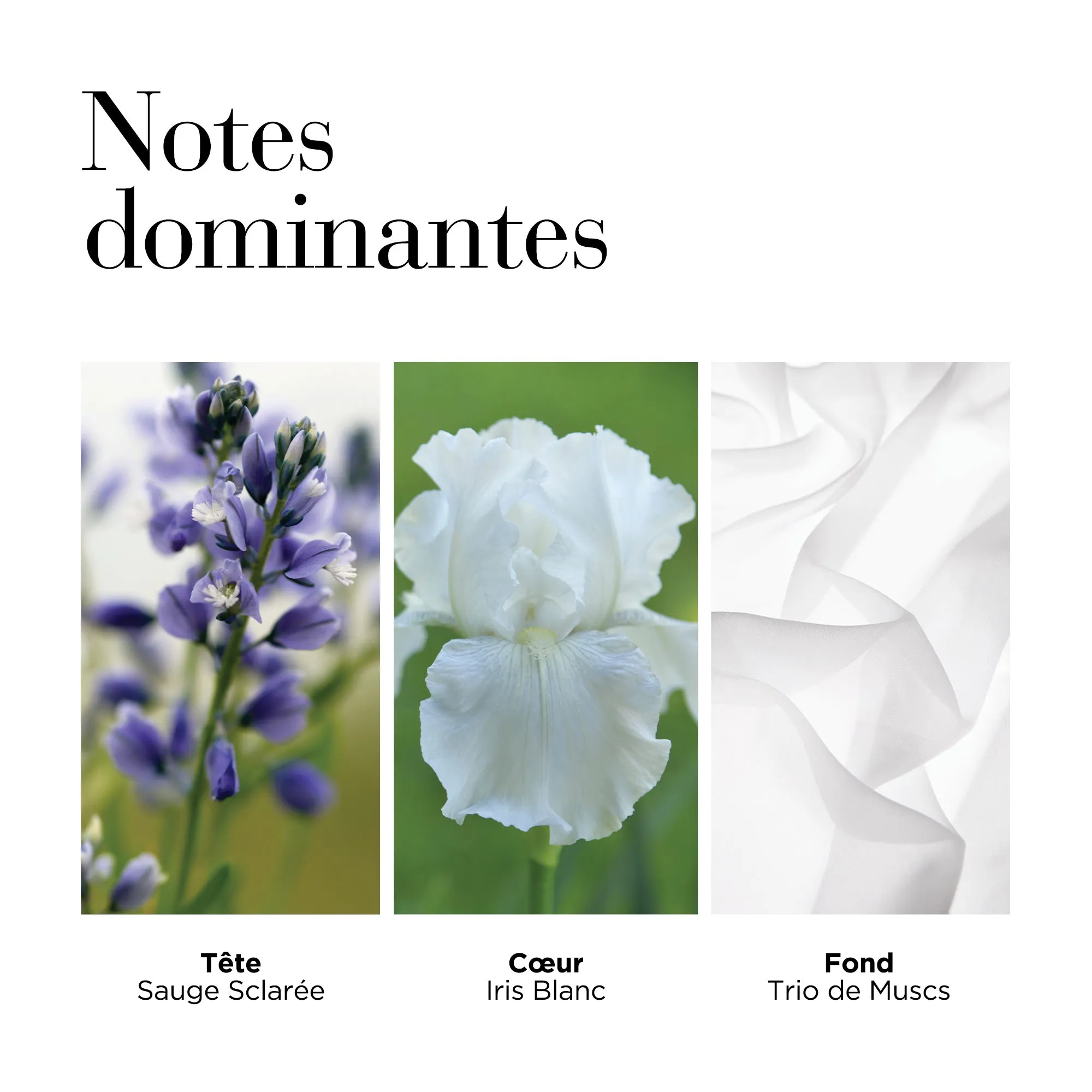 Coffret Eau de Toilette White Tea, Eau de Toilette vaporisateur 100ml, Crème Corps 400ml